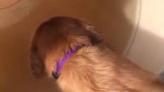 This is why dogs exist. This is why dogs exist.