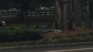 黑人幹樹頭 黑人幹樹頭