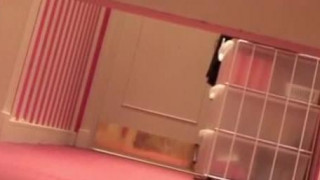 ジンゴロ ジンゴロ