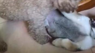 爸爸养的公狗还行吧 爸爸养的公狗还行吧