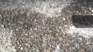 公におもらし日本人 公におもらし日本人