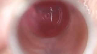 Shizuaさくら Shizuaさくら