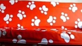 アジアのアマチュア アジアのアマチュア