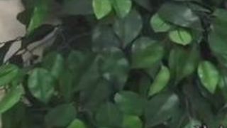 無修正 熟女 人妻 フェラ エロい 無修正 熟女 人妻 フェラ エロい