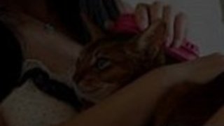 日本のスターマリカは黒い雄鶏で暴行を受ける 日本のスターマリカは黒い雄鶏で暴行を受ける