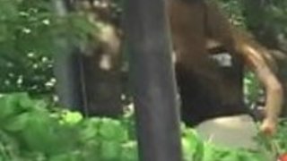 japanese - ボトムシャーク japanese - ボトムシャーク