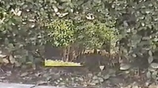 Vintage Japanese 2 Vintage Japanese 2