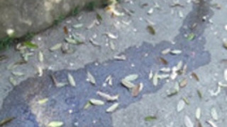 日本のかわい子ちゃんは、排尿します 日本のかわい子ちゃんは、排尿します