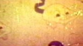 セックスの島の不潔なトゥーンズ セックスの島の不潔なトゥーンズ