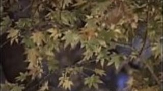 大場ゆい素人時代 ~若気の至りでAV初撮影~ 大場ゆい素人時代 ~若気の至りでAV初撮影~