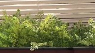 中出し ベロチュー 何度も ベロ 美咲かんな 中出し ベロチュー 何度も ベロ 美咲かんな